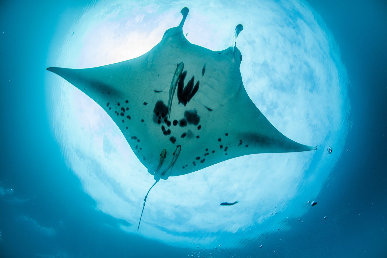 A manta ray in the waters of the Komodo Islands in Indonesia