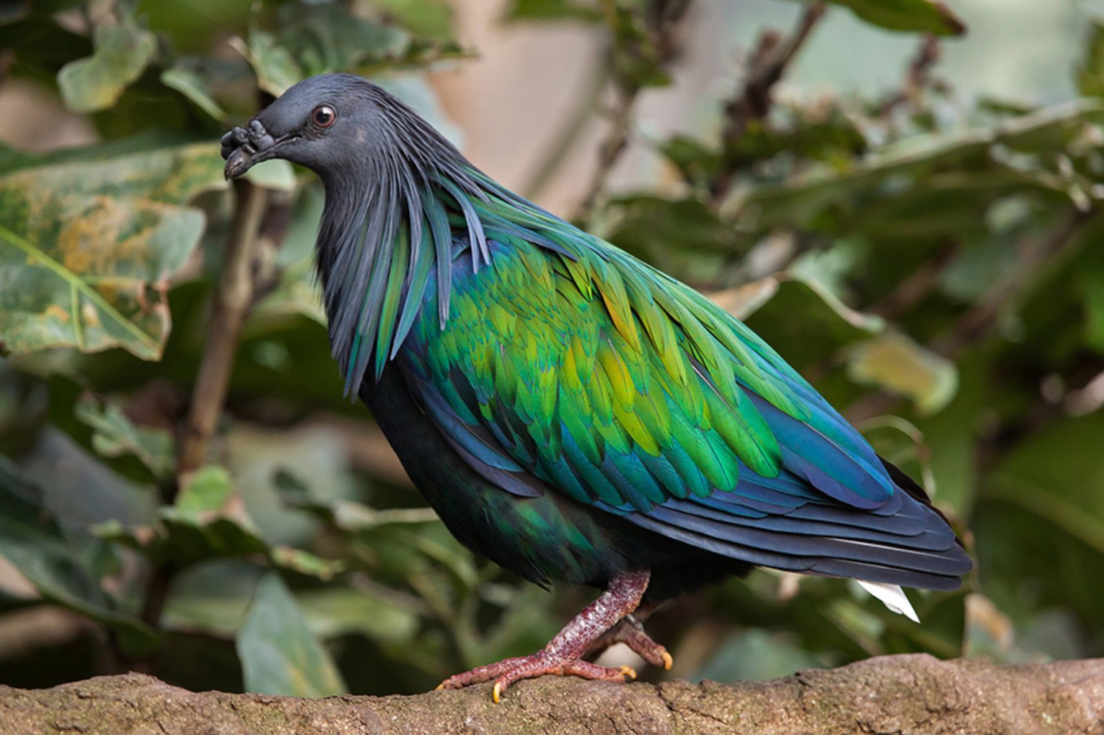 A Nicobar pigeon on the Komodo Islands of Indonesia