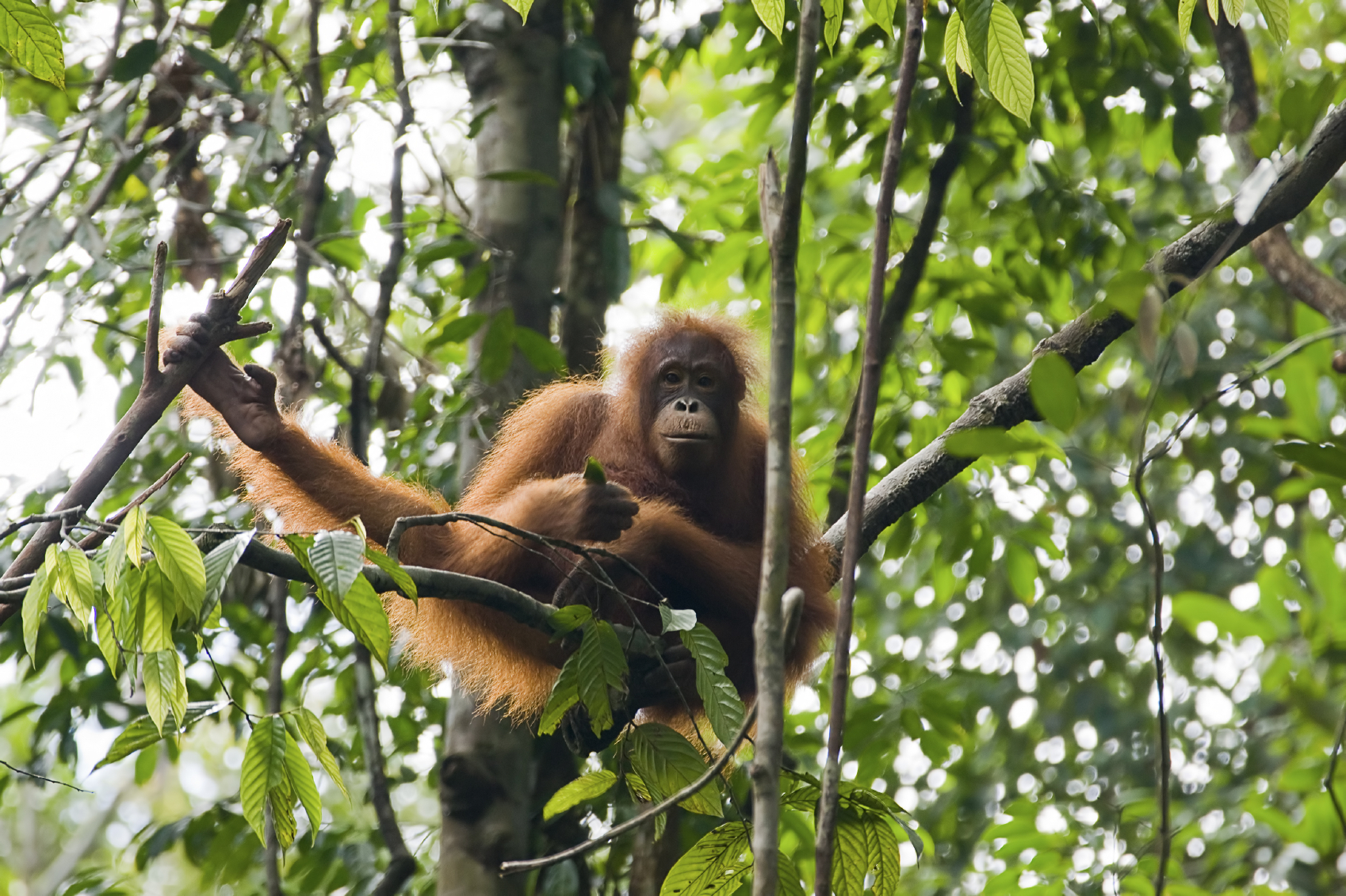 Orangutan seen in Indonesia