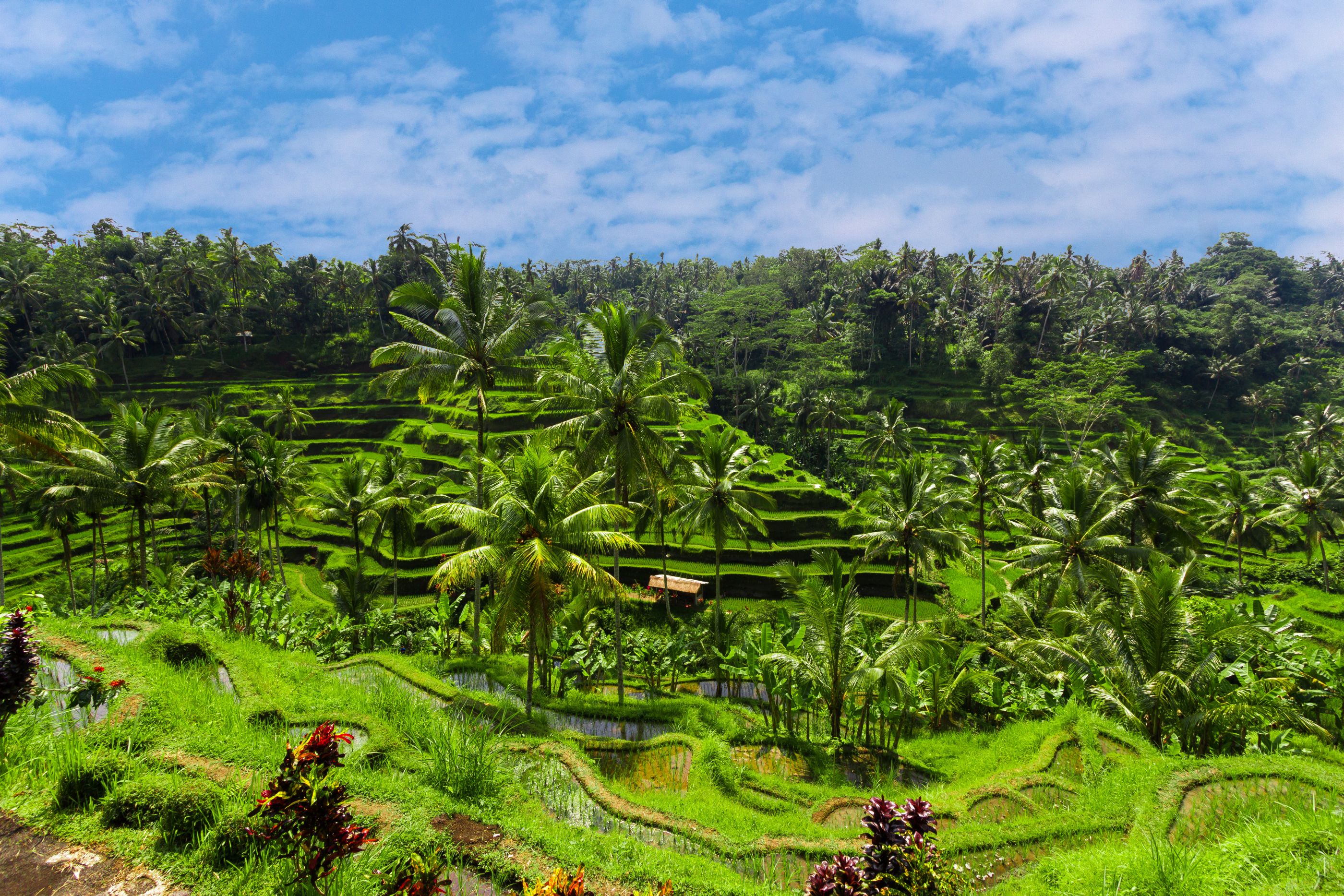 Rice fields in Ubud Bali, Indonesia