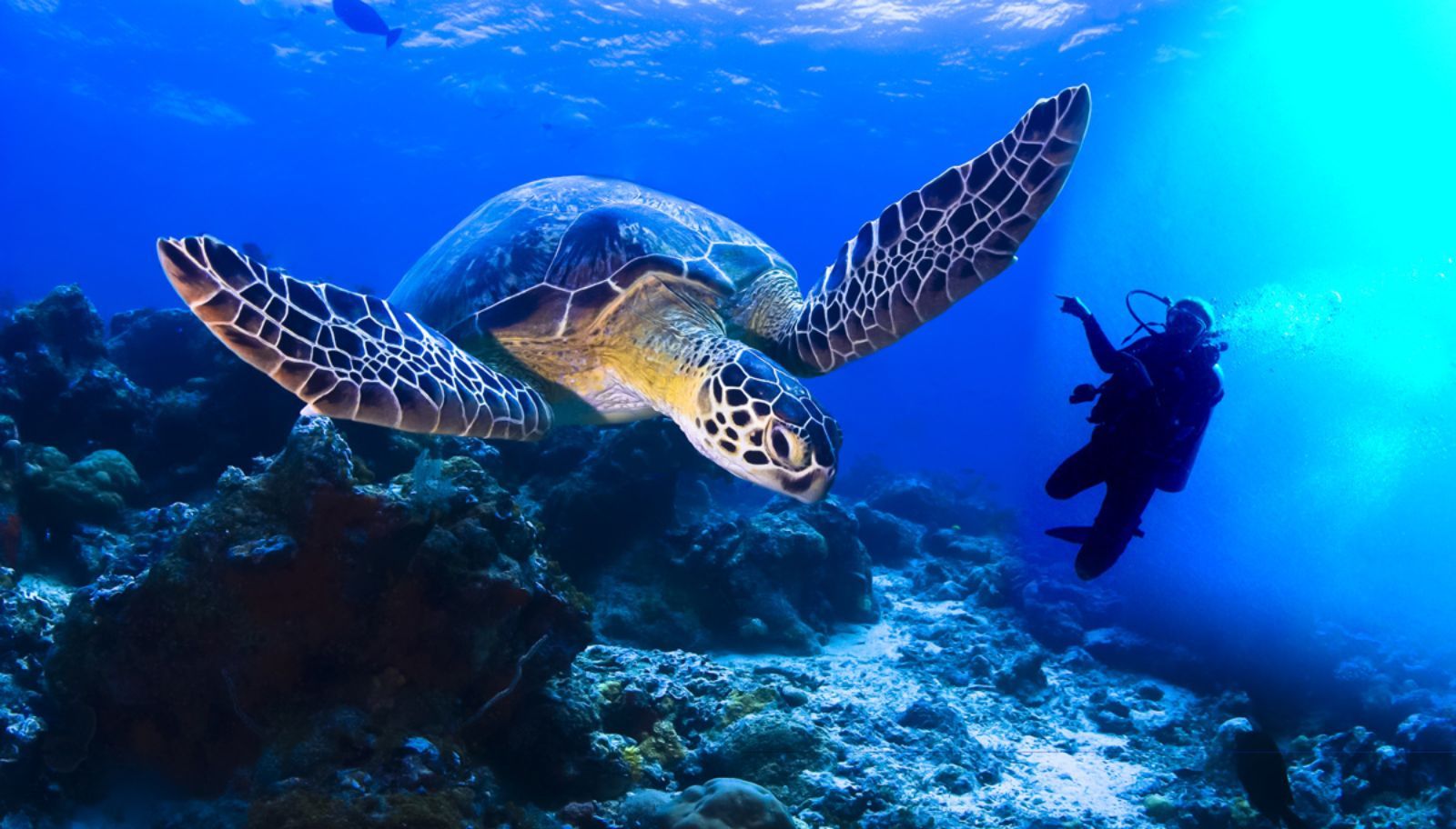 A turtle spotted in the waters of Raja Ampat in Indonesia