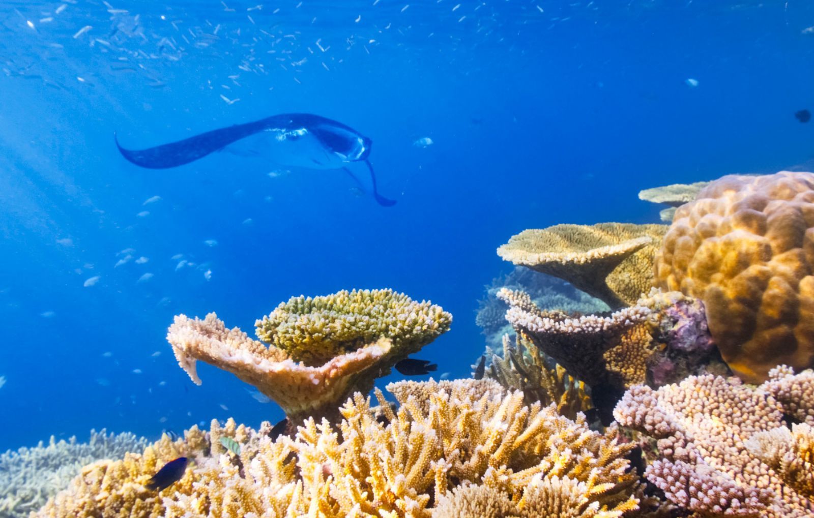 Diving in the reefs around Raja Ampat, Indonesia