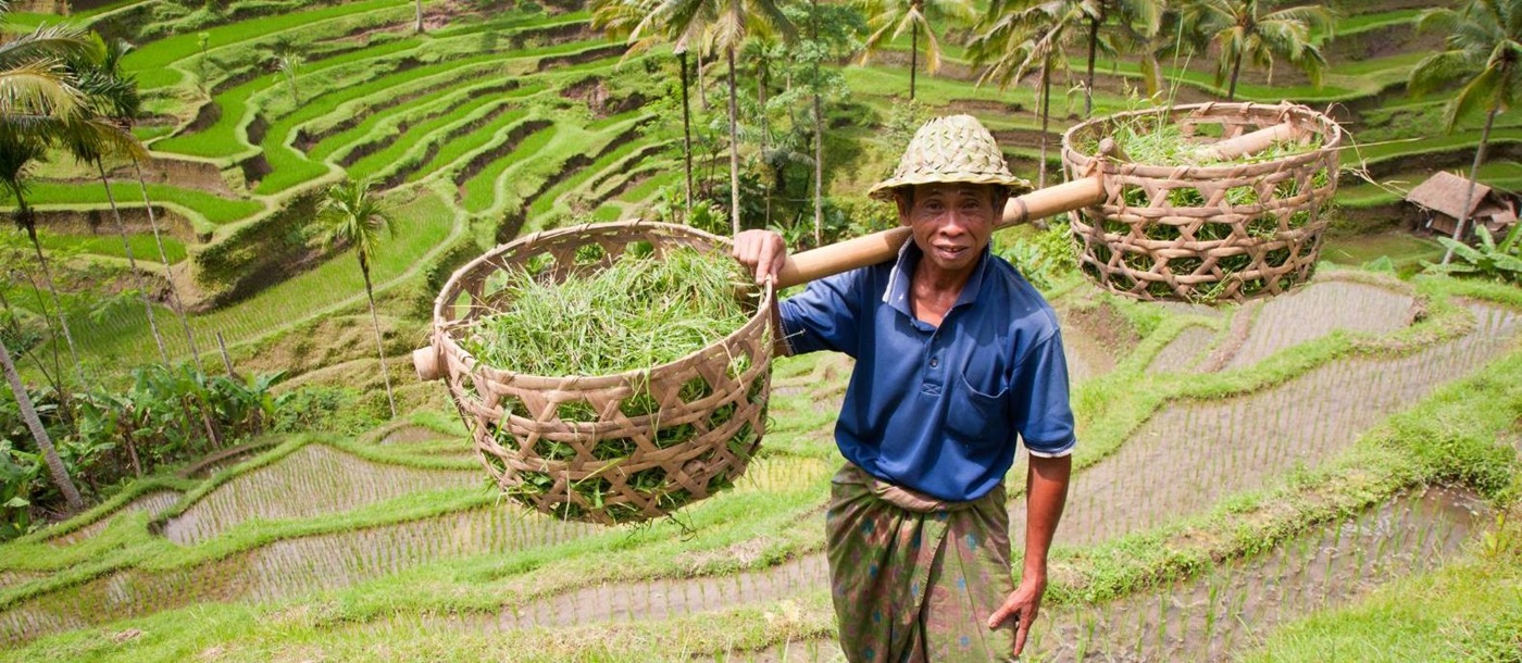 A ricer farmer in Indonesia