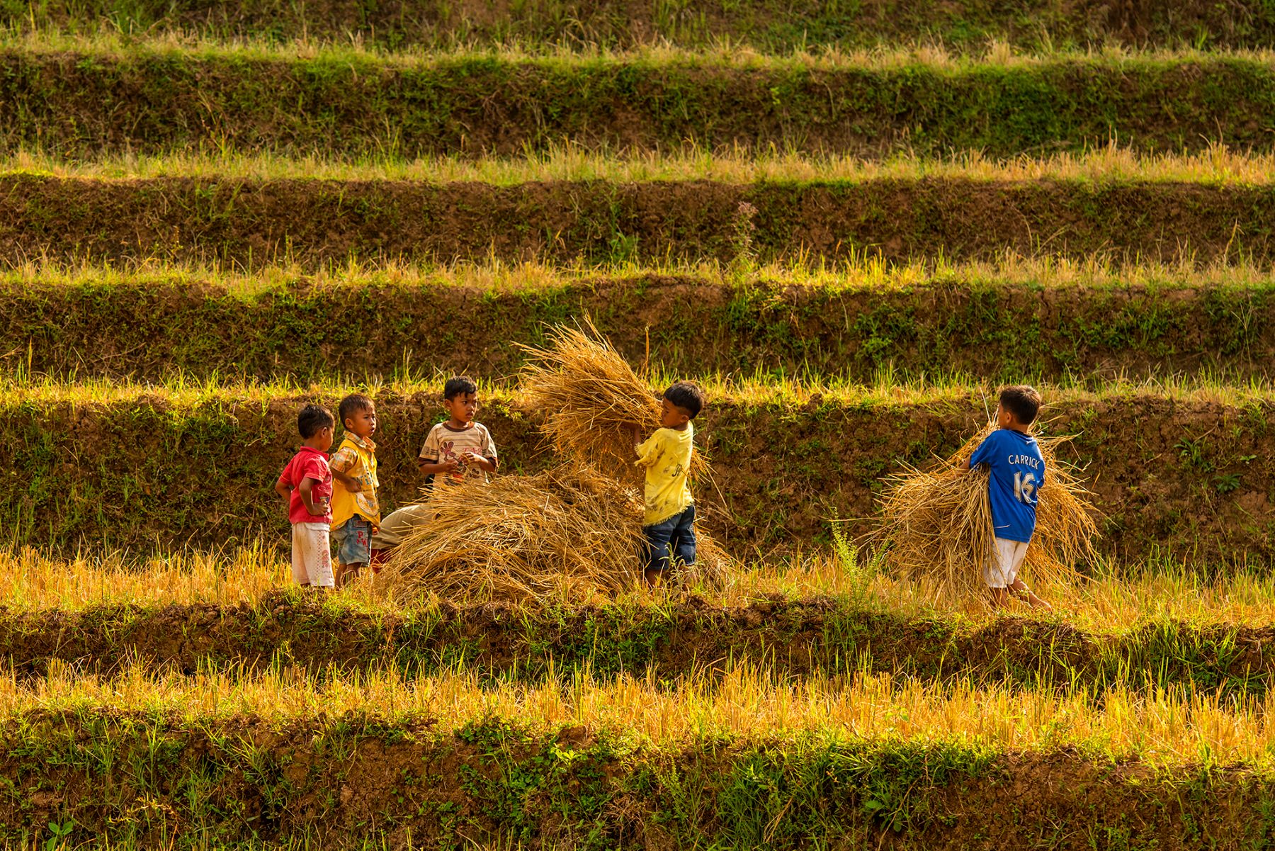Children helping with the rice harvest in Indonesia