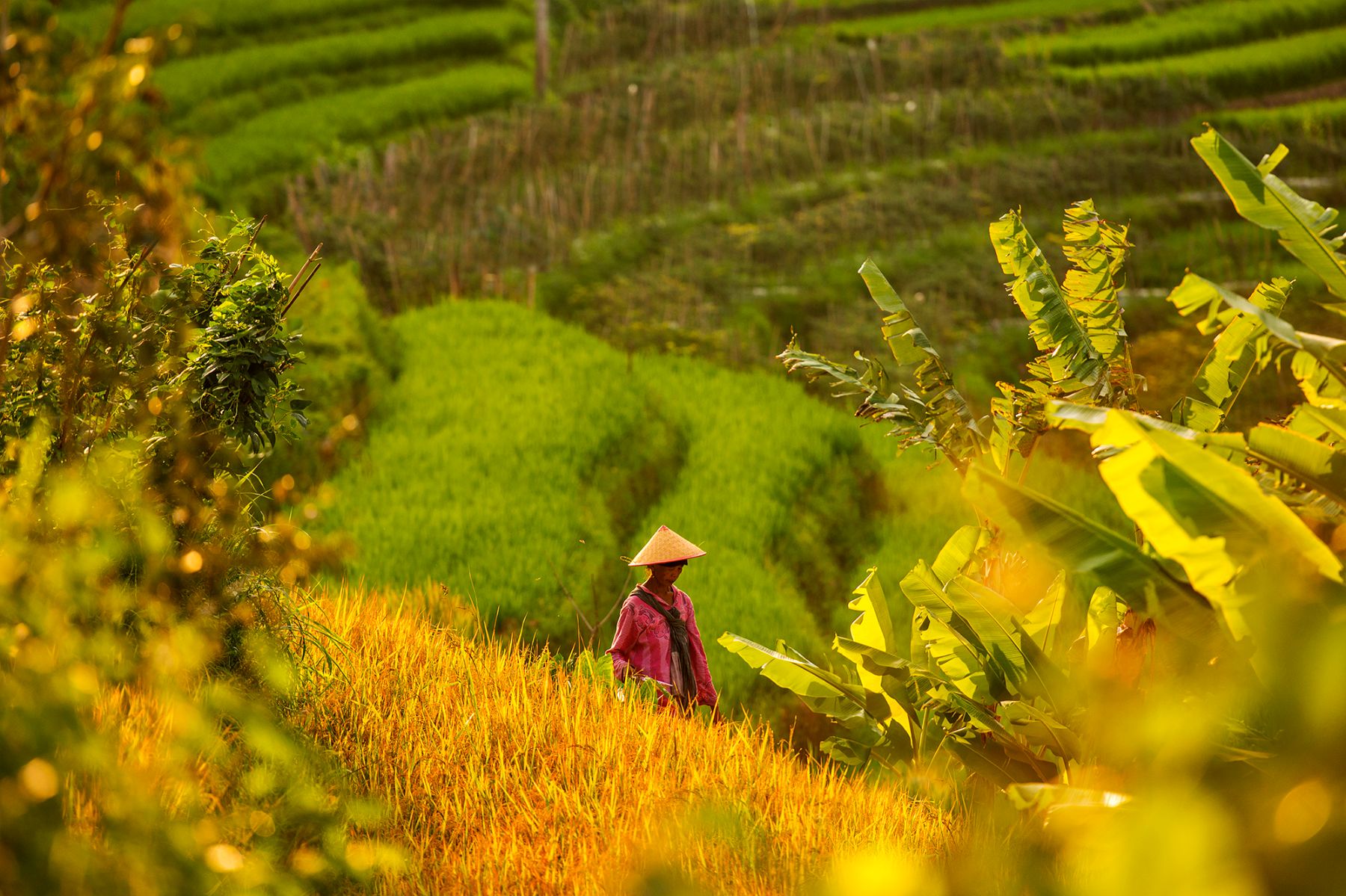Selogriyo village rice farmers in Indonesia