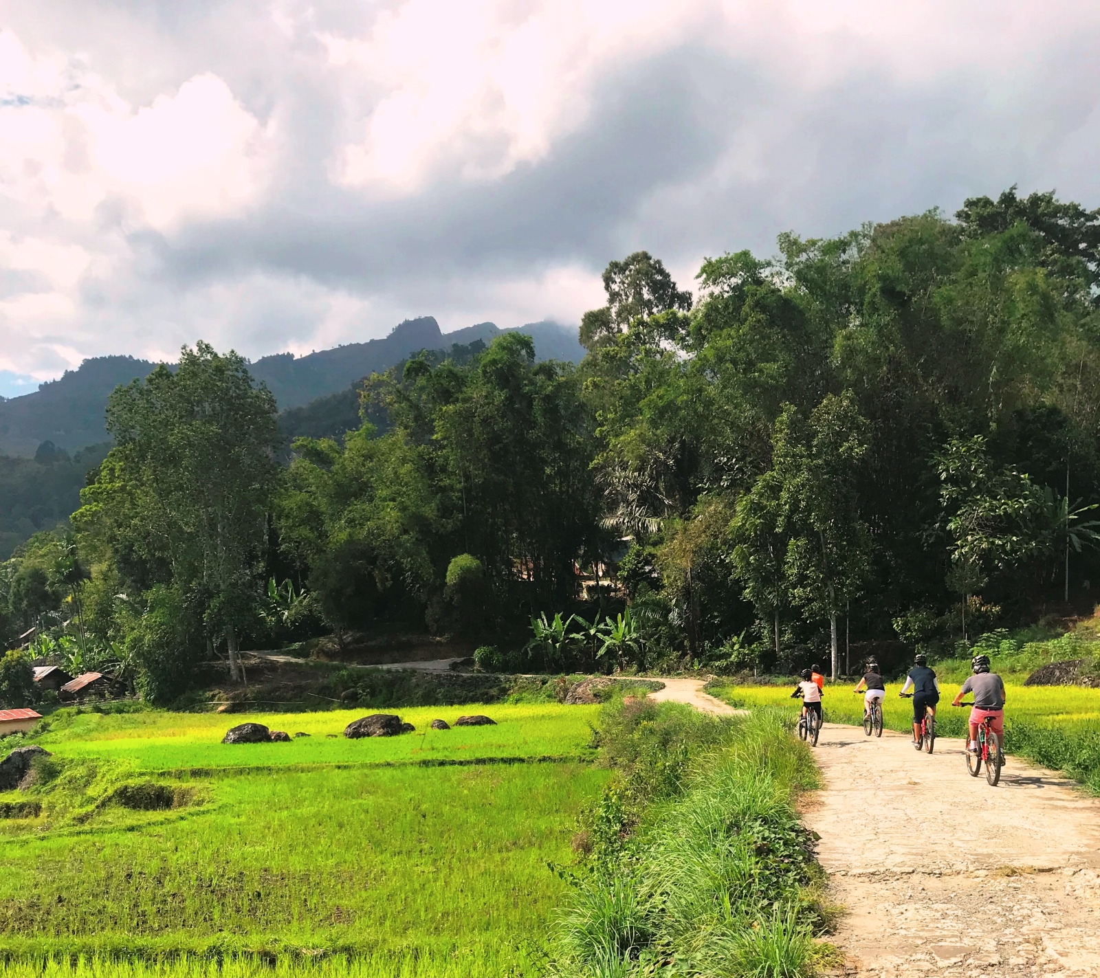 A group cycles through lush green rice paddies