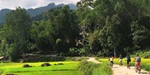 A group cycles through lush green rice paddies