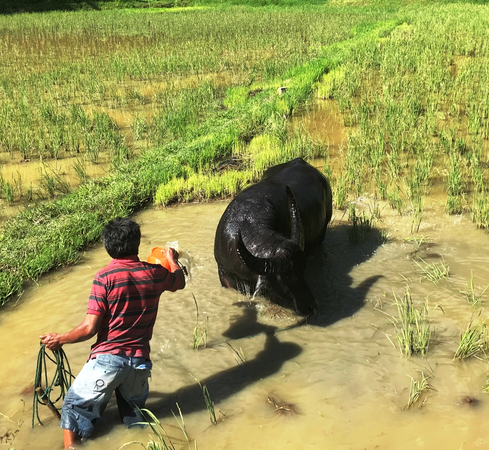Farmer washes a cow in the rice paddies