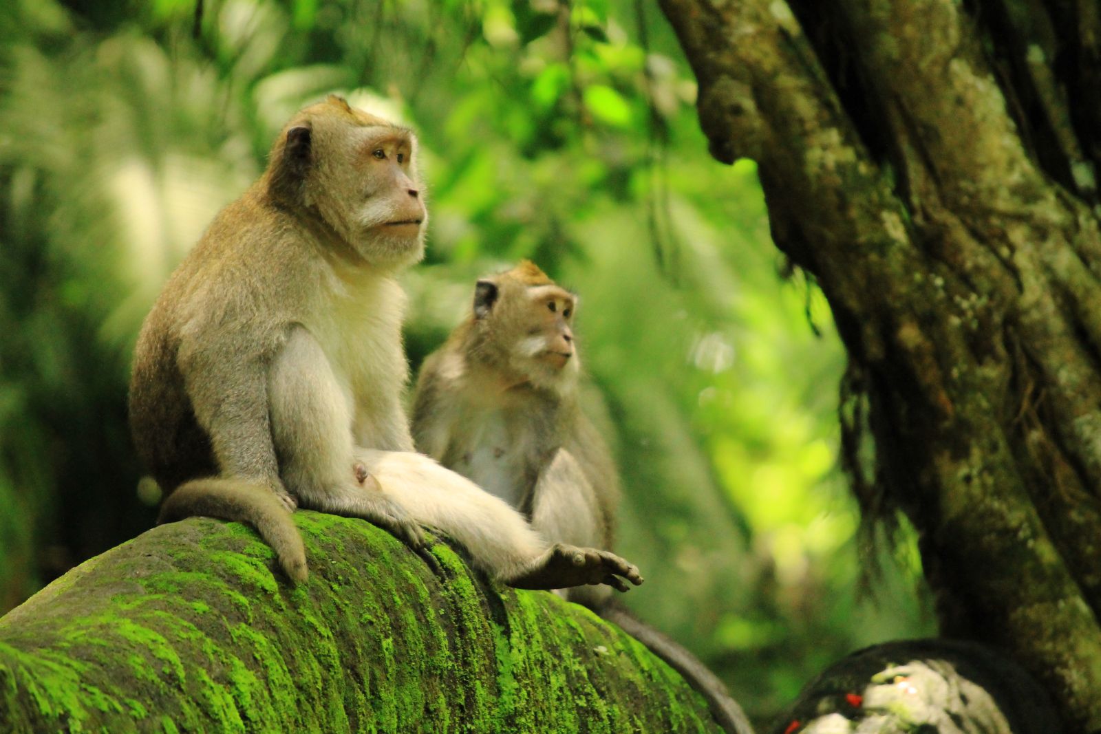 Monkeys on a tree branch in the Sacred Monkey Forest in Ubud, Bali