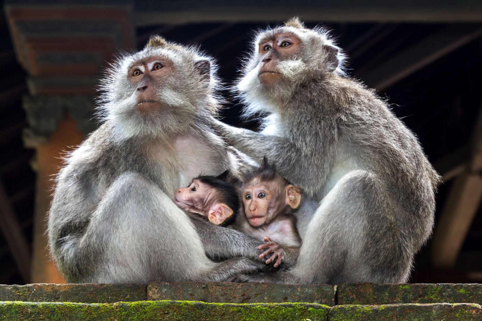 Adult and baby monkeys in Ubud, Bali