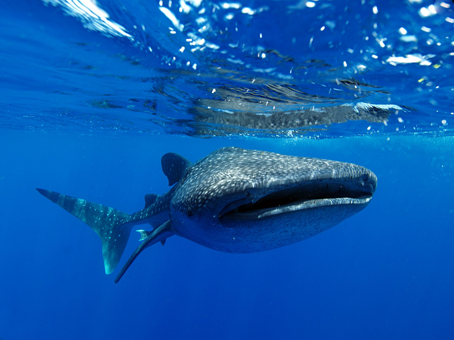 Close up of a whale shark swimming in blue waters