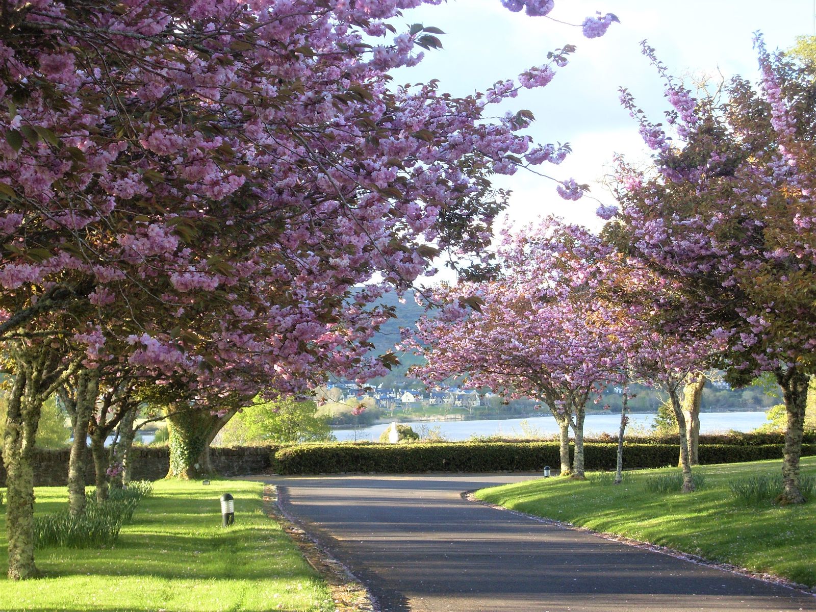 Blossom trees in the grounds of Sheen Falls Lodge Kerry Ireland