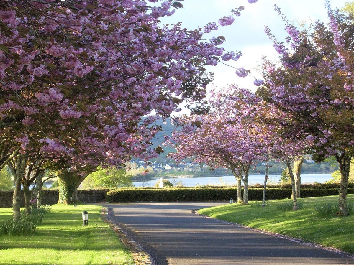 Blossom trees in the grounds of Sheen Falls Lodge Kerry Ireland