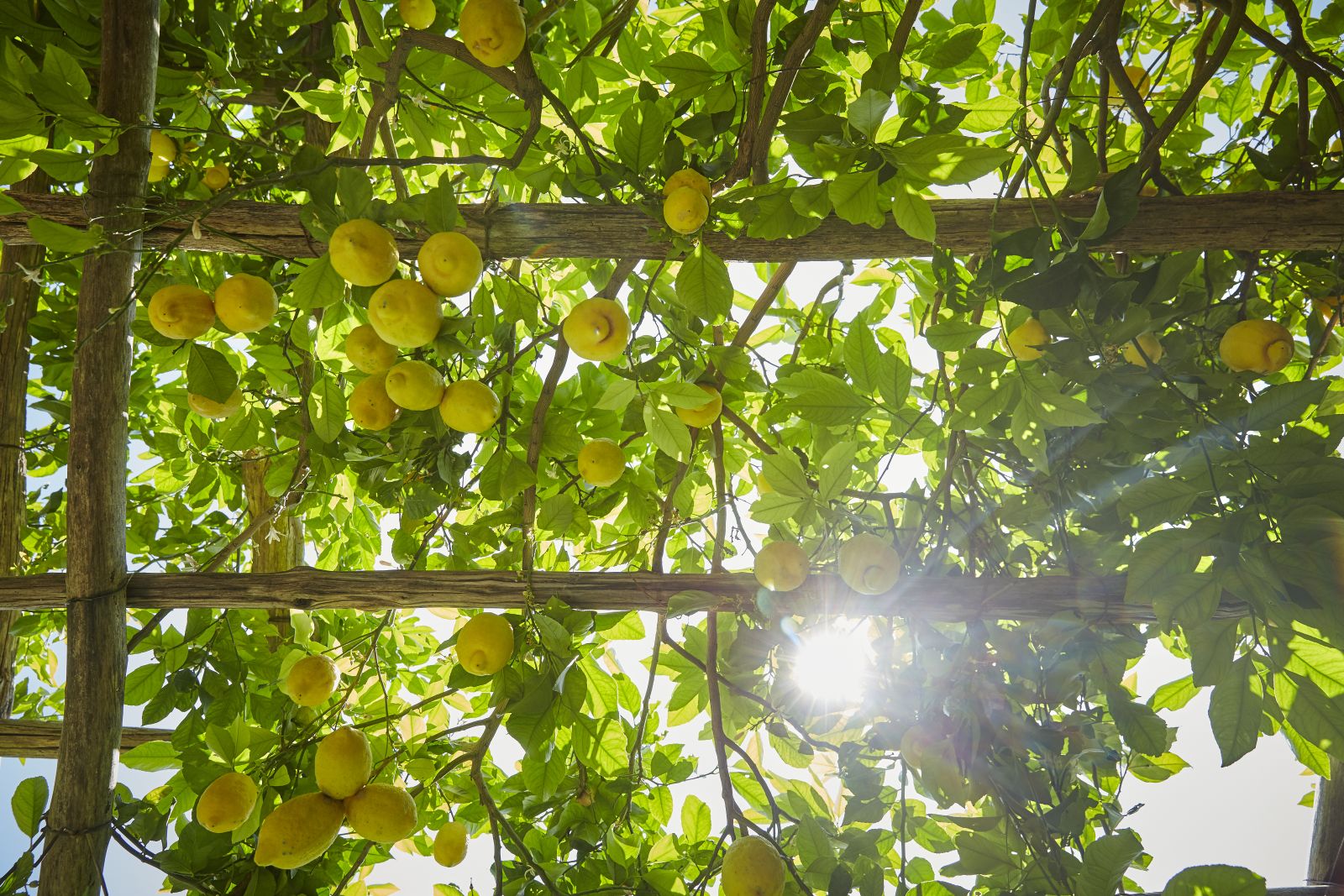 Lemons growing in the grounds of Belmond Hotel Caruso in Ravello Italy