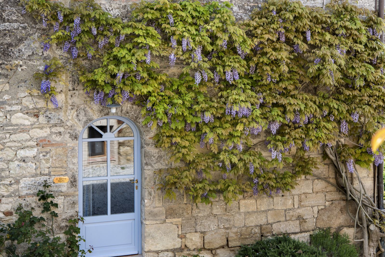 Guest cottage lined with wisteria at the Borgo Pignano in Tuscany