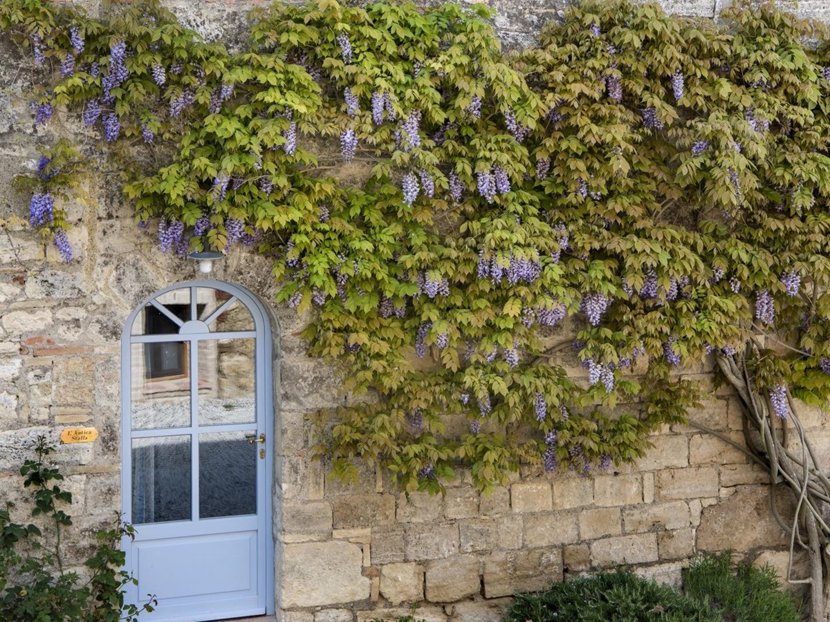 Guest cottage lined with wisteria at the Borgo Pignano in Tuscany