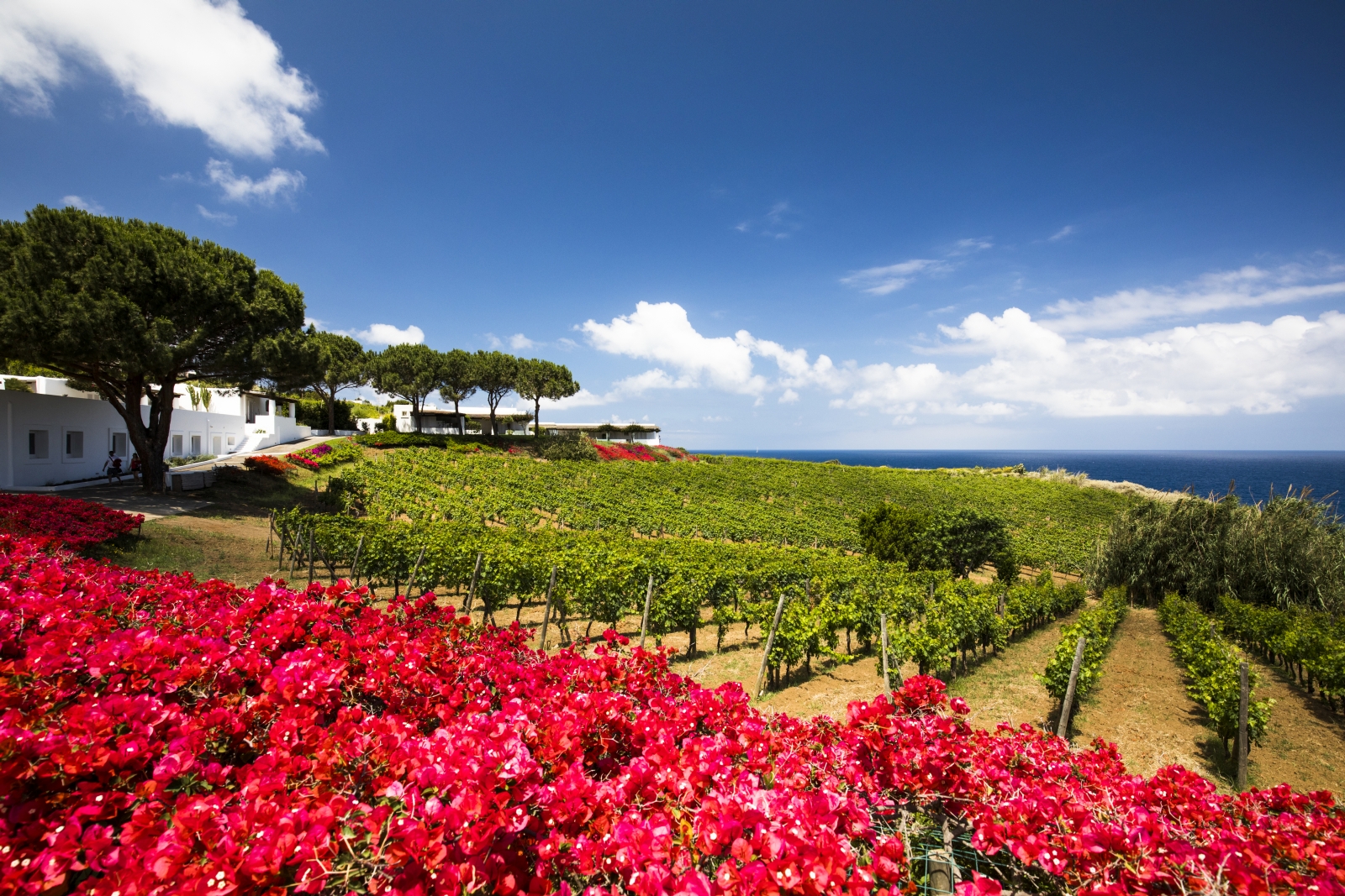 Vineyards at Capofaro