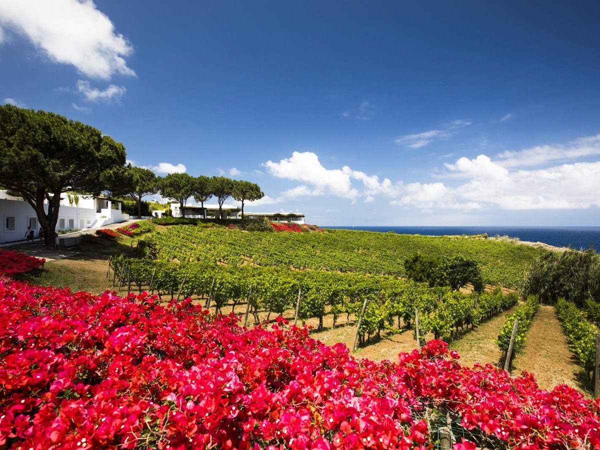Vineyards at Capofaro