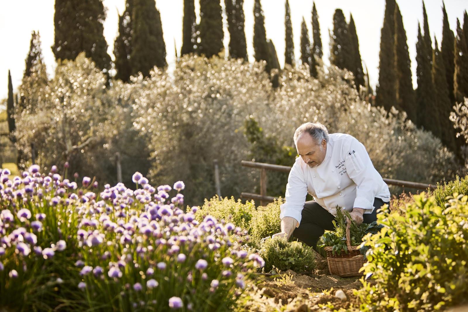 Chef harvesting herbs from the garden at luxury resort COMO Castello del Nero in Italy