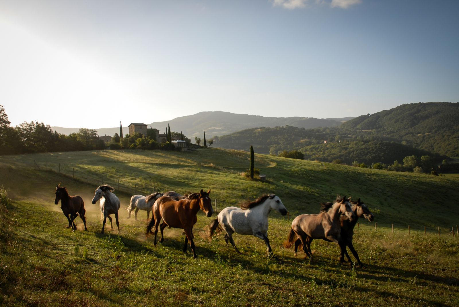 Horses galloping through the grounds of the Castello di Reschio estate in Umbria Italy