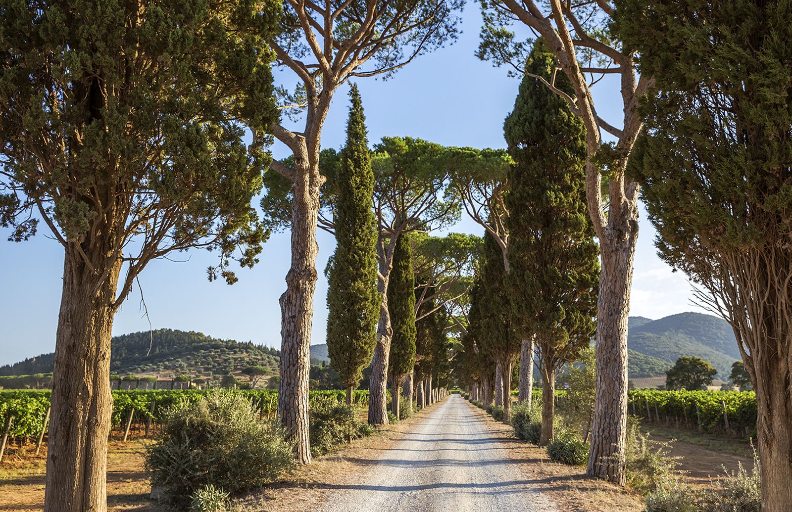 Grounds and countryside surrounding Hotel L'Andana in Tuscany