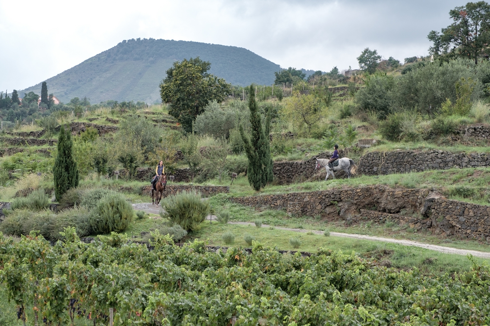 Landscape at Monaci delle Terre Nere