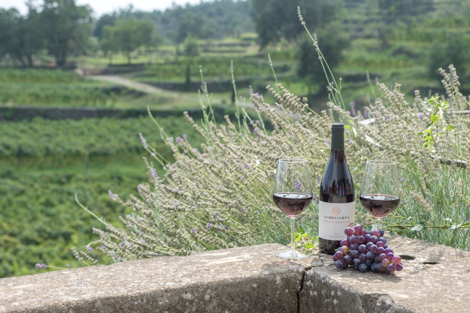 Wine at Monaci delle Terre Nere