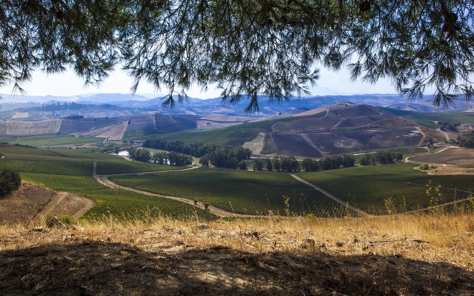 View fro mTenuta Reglaleali over the surroundings