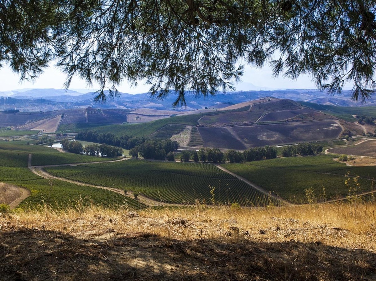 View fro mTenuta Reglaleali over the surroundings