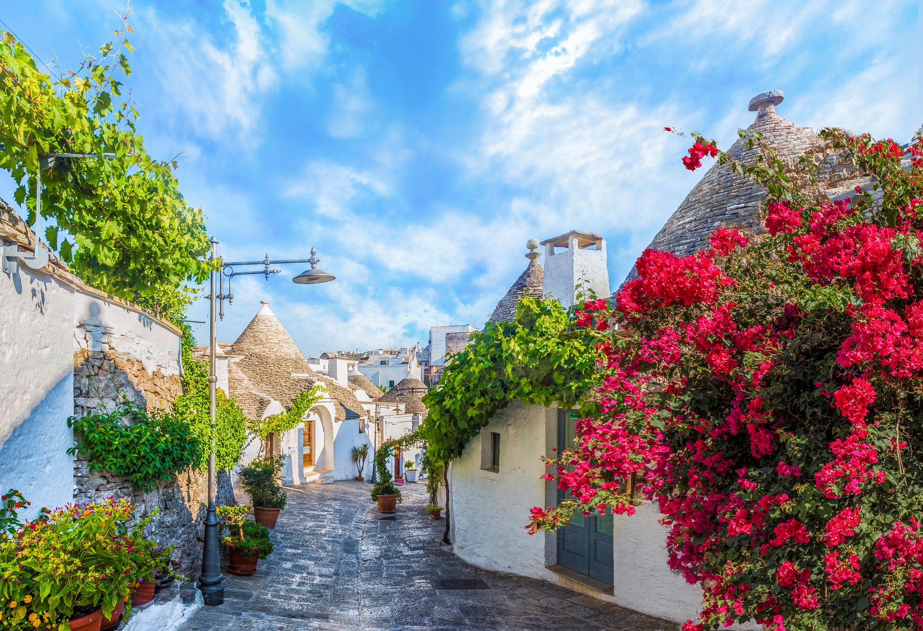 Flowers growing along the wall of a building in Alborbello, Puglia