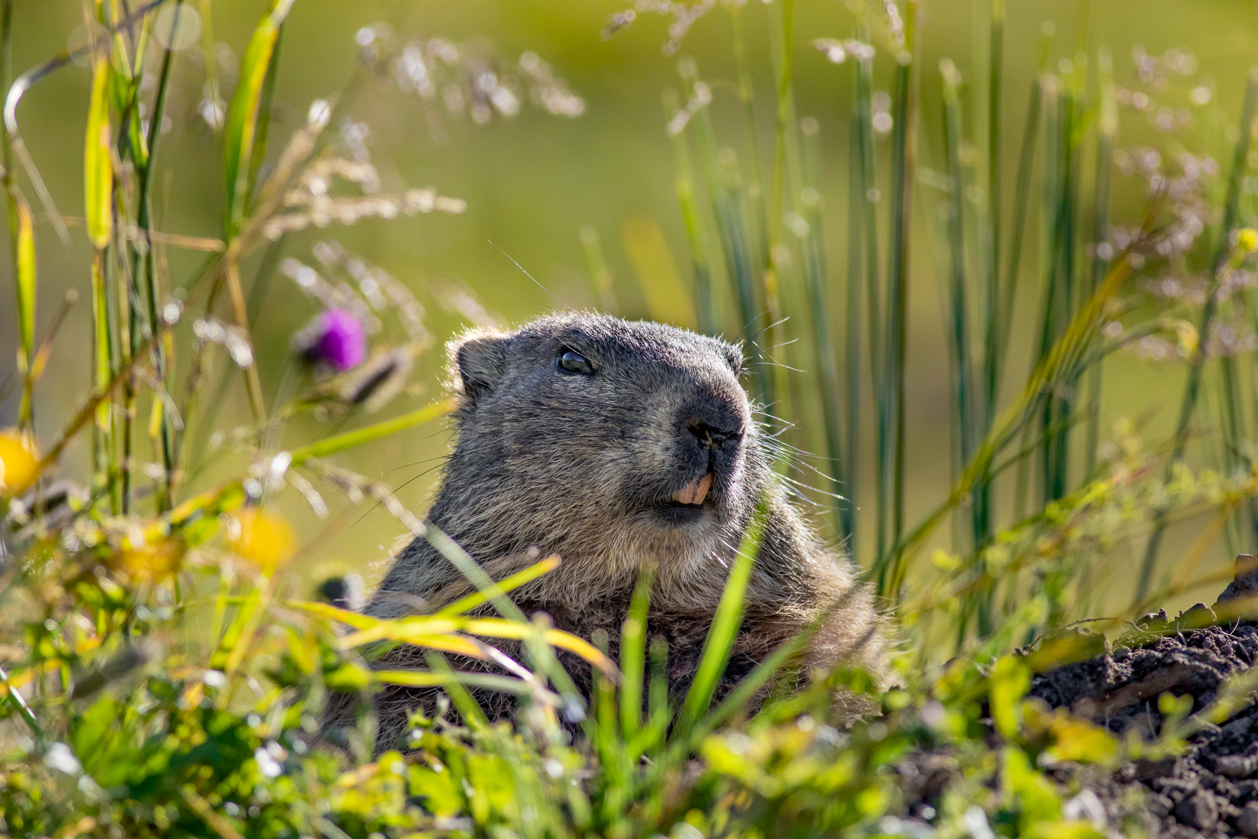 A marmot spotted in the Dolomites