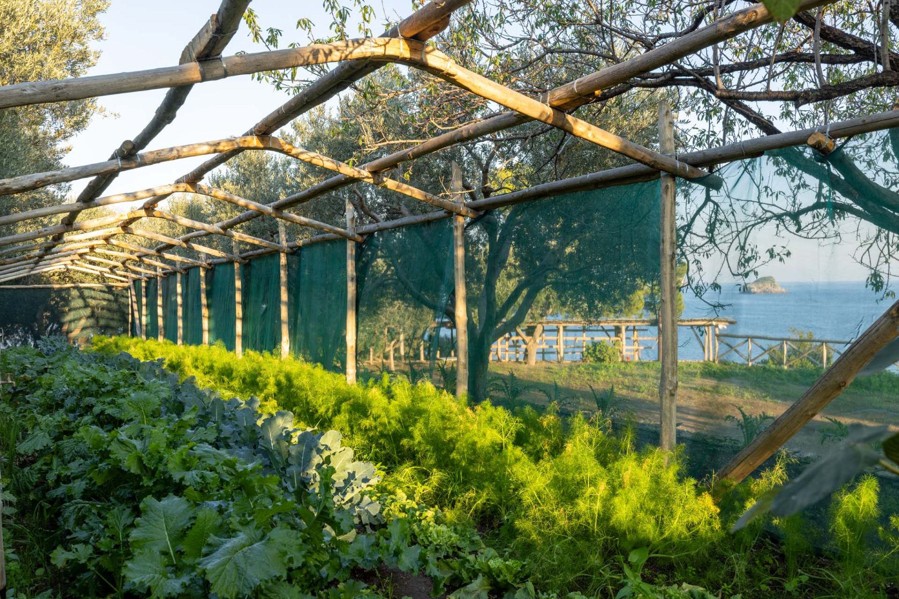 Vegetable garden at Isca Private Island in Amalfi, Italy