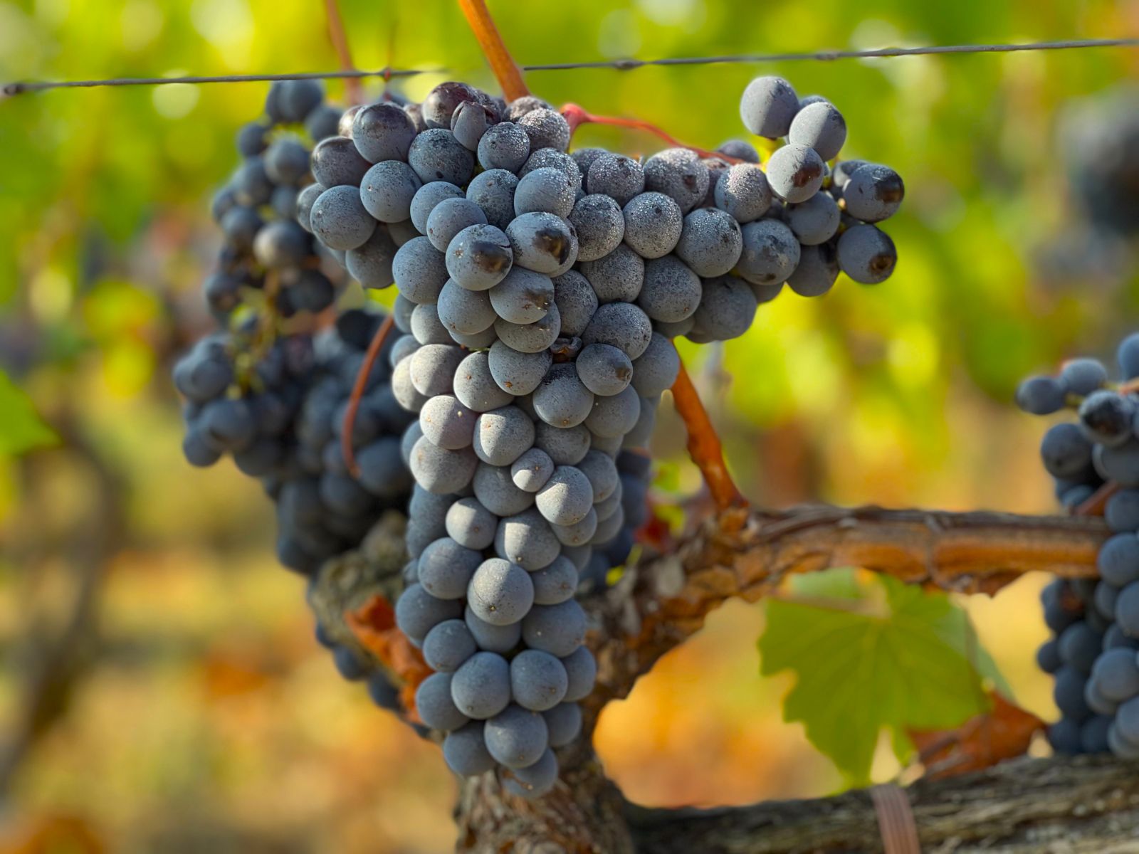 Large bunch of ripe Chianti grapes at an Italian vineyard
