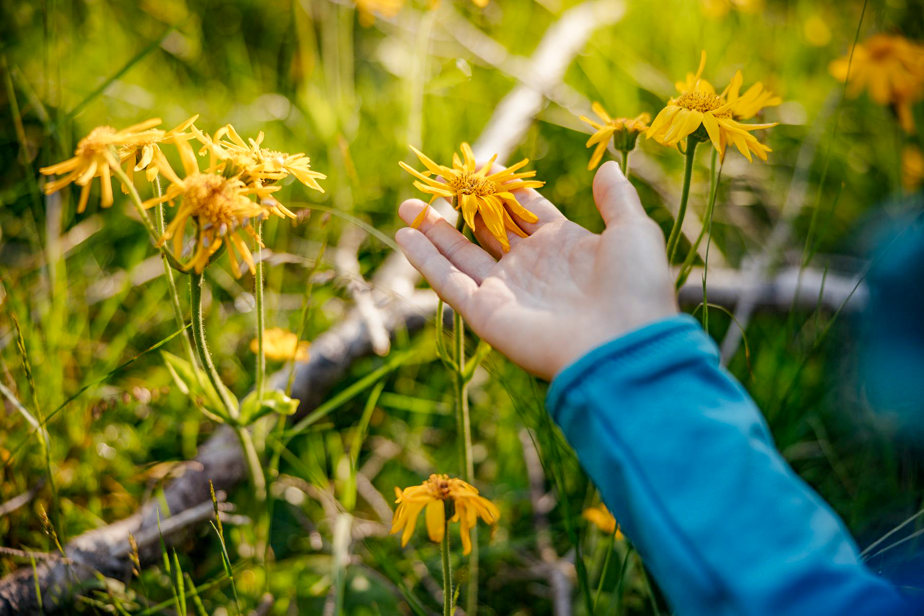 A child holding a flower in a meadow in the Dolomites