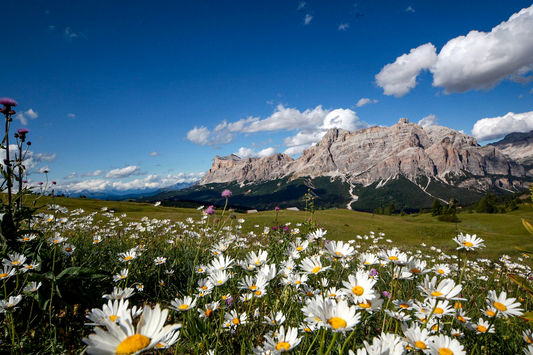 A mead full of flowers in the Dolomites