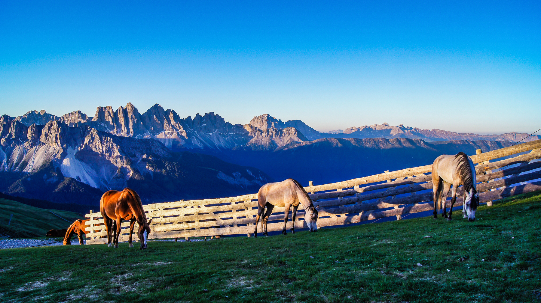 Horses in a field in Plose, Dolomites