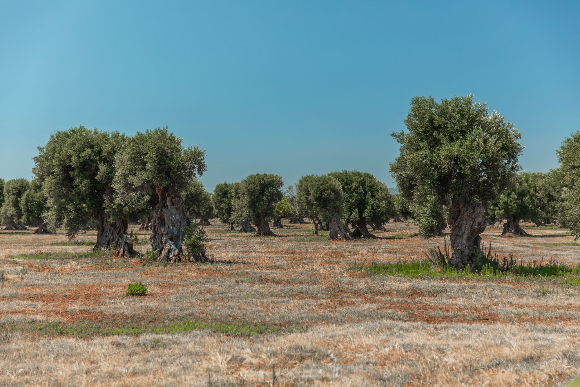 Olive groves at La Piccola 