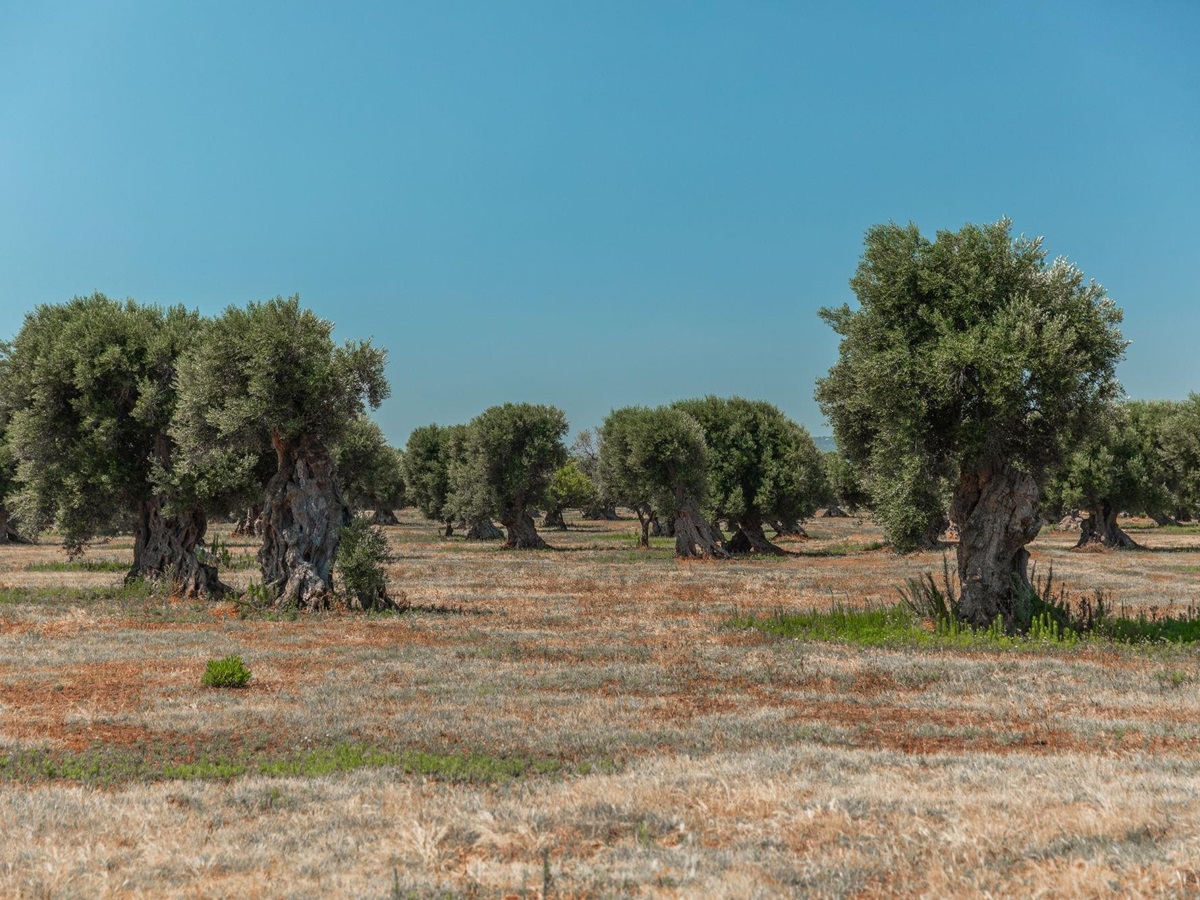 Olive groves at La Piccola