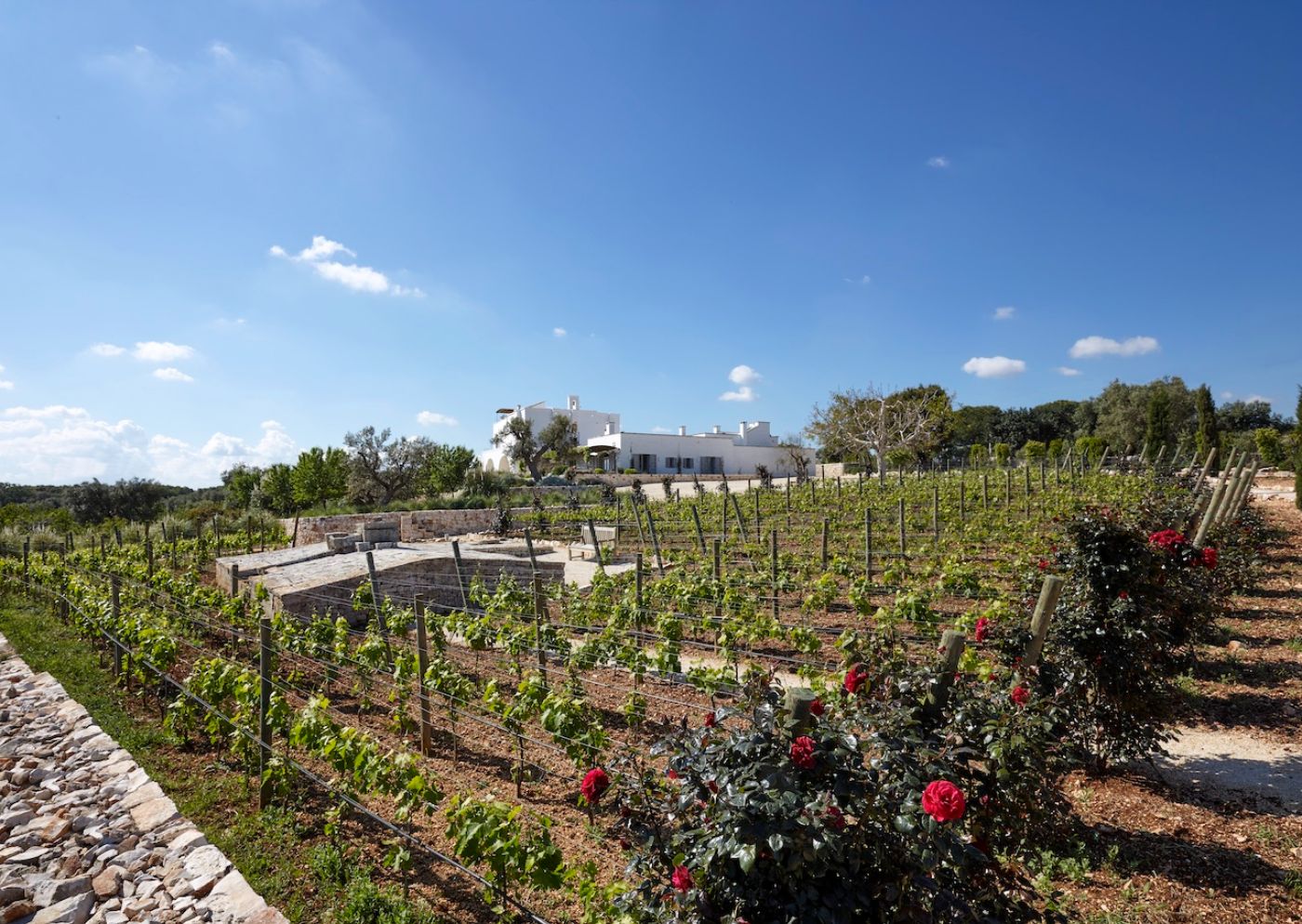 Vineyard at Masseria Pugliese in Puglia