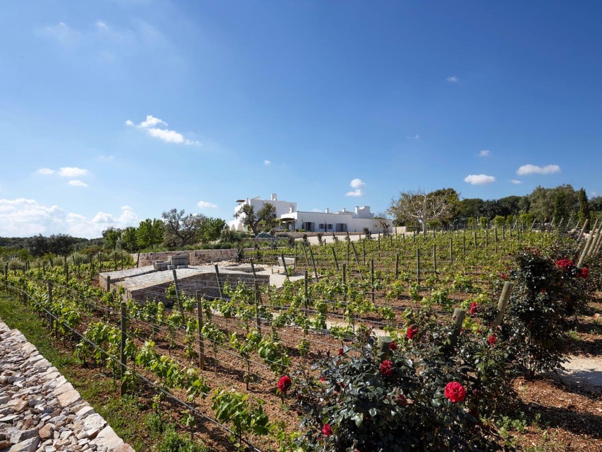 Vineyard at Masseria Pugliese in Puglia