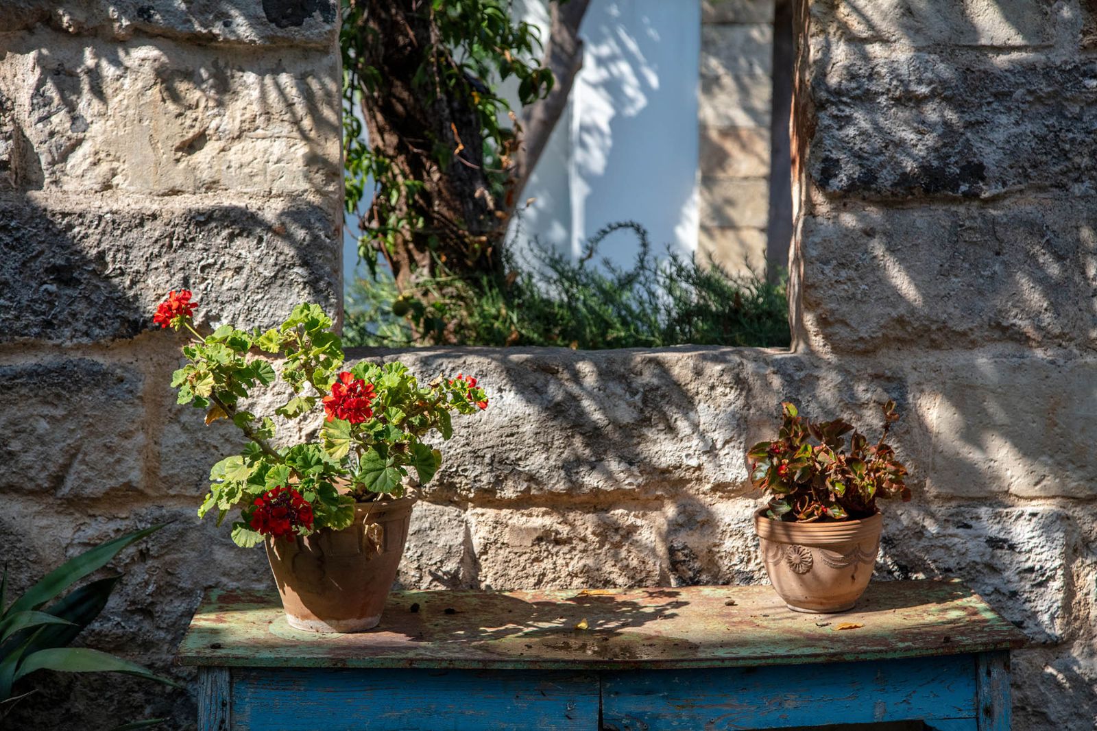 Potted plants at Palazzo Isonzo