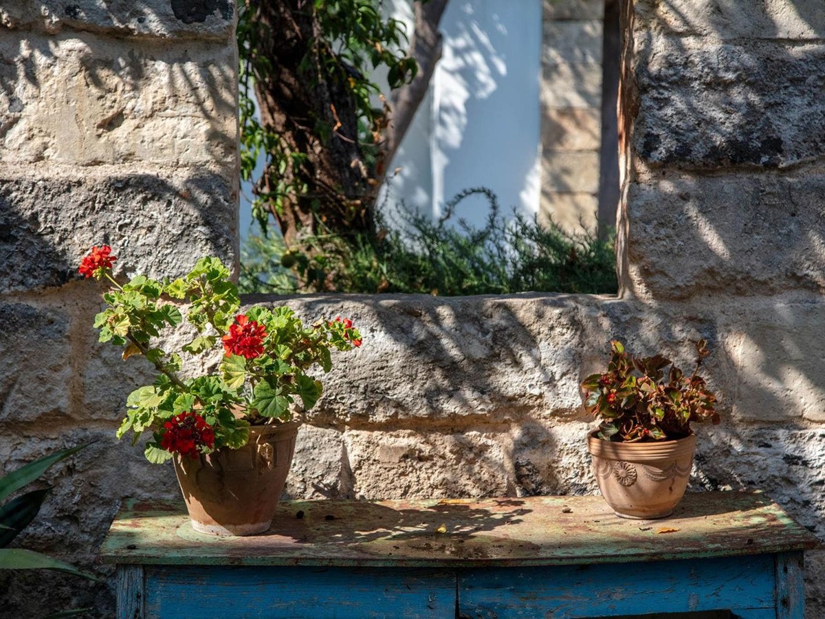 Potted plants at Palazzo Isonzo