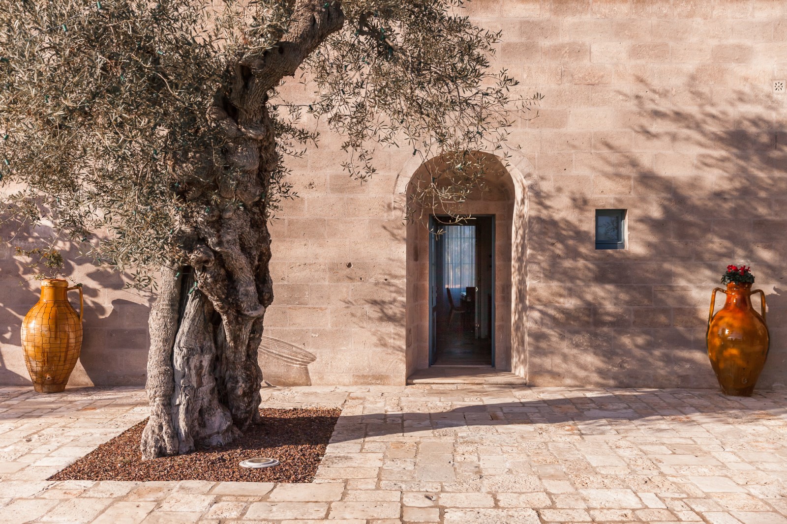 A secular olive tree in front of Residenza Pettolecchia, Puglia