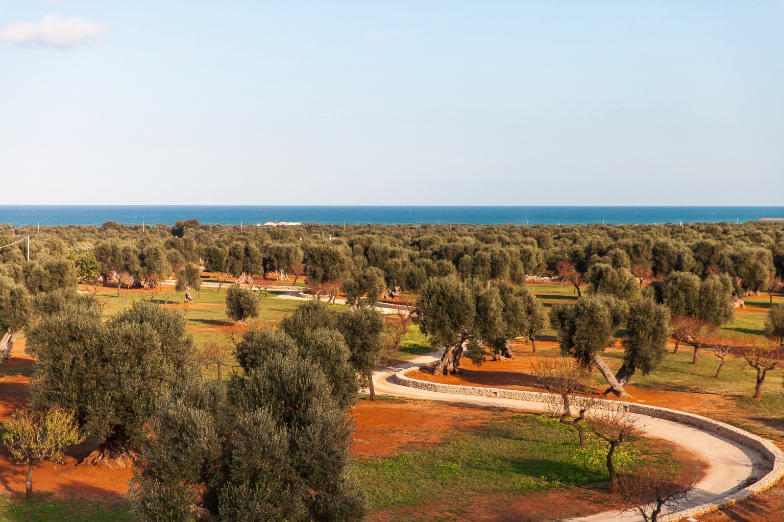 The view from the terrace seen from Residenza Pettolecchia, Puglia