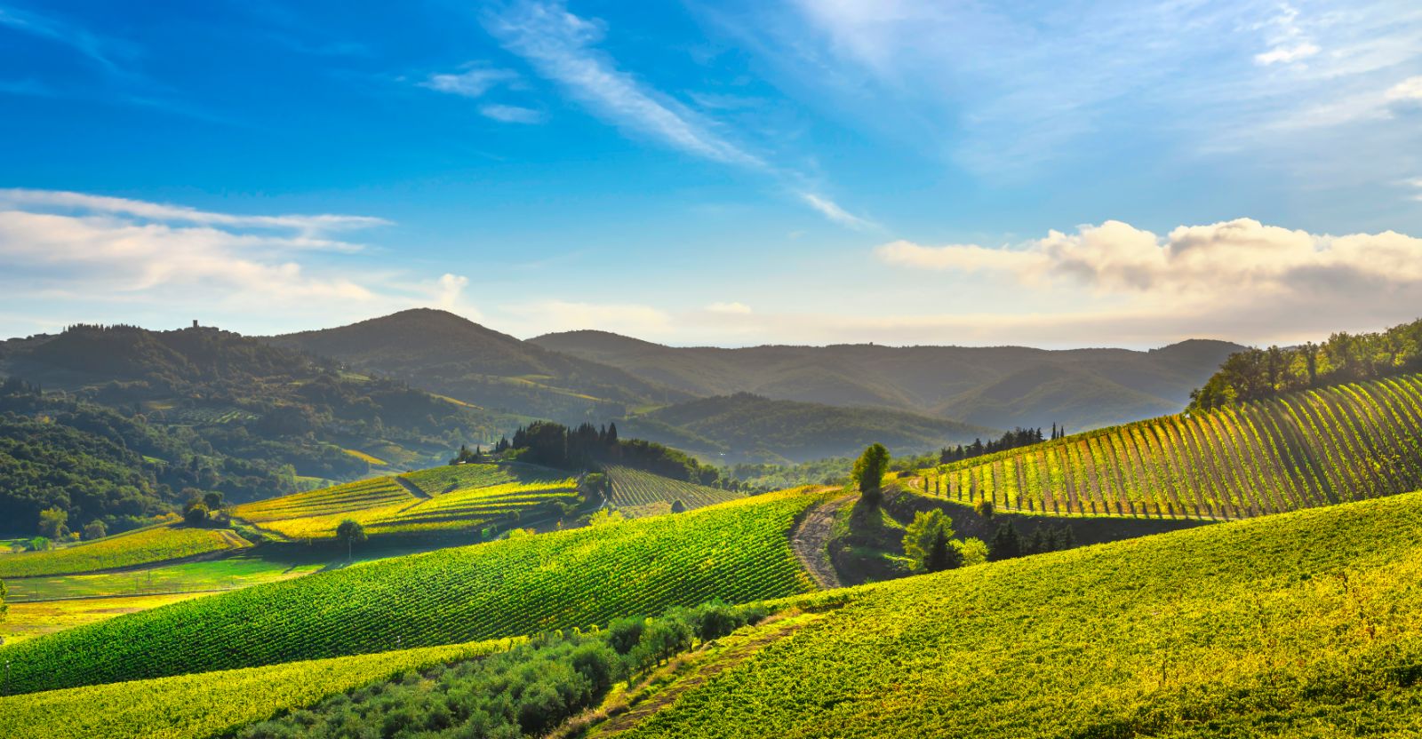 Undulating vineyard scenery of Radda in Chianti, Italy