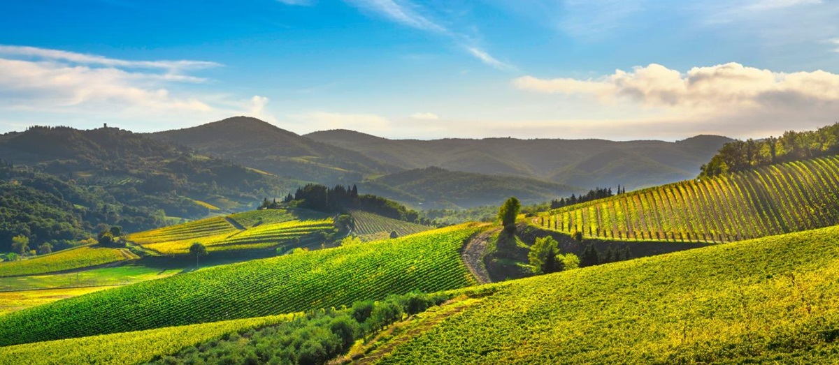 Undulating vineyard scenery of Radda in Chianti, Italy