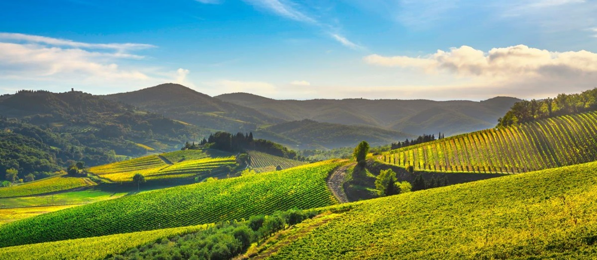 Undulating vineyard scenery of Radda in Chianti, Italy