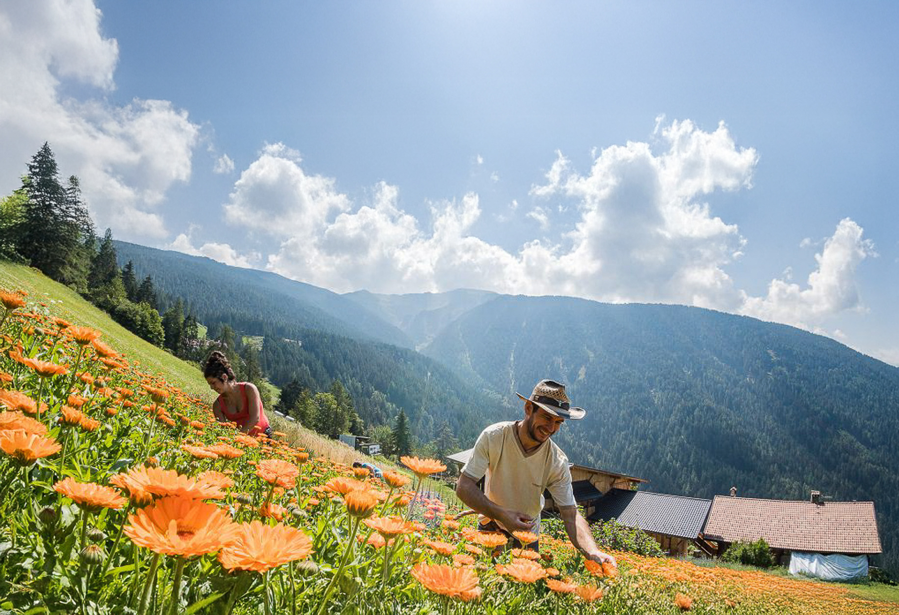 Picking flowers at Schmiedhof Farm in the Dolomites