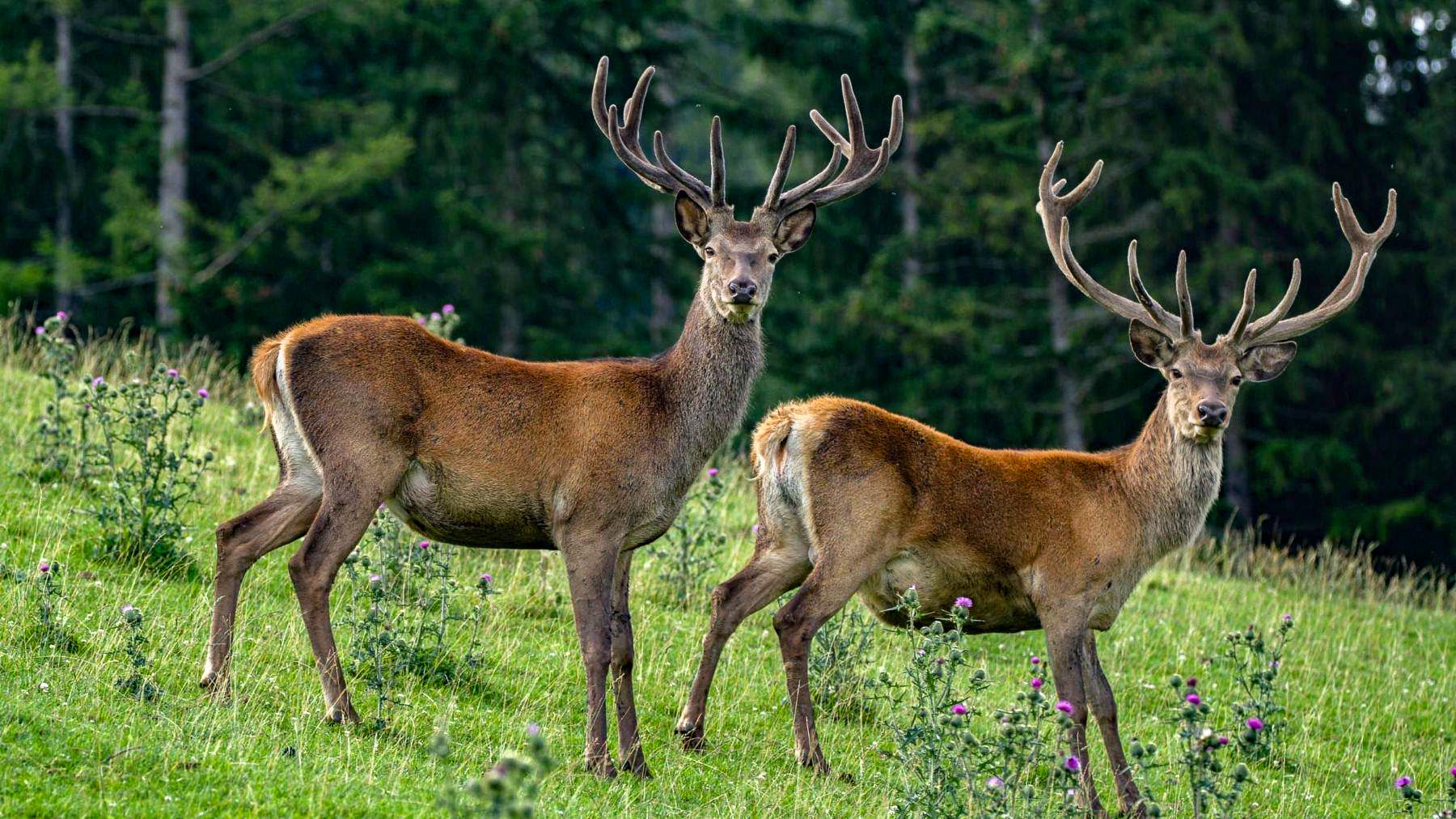 Deer spotted in Sompunt Deer Park in the Dolomites