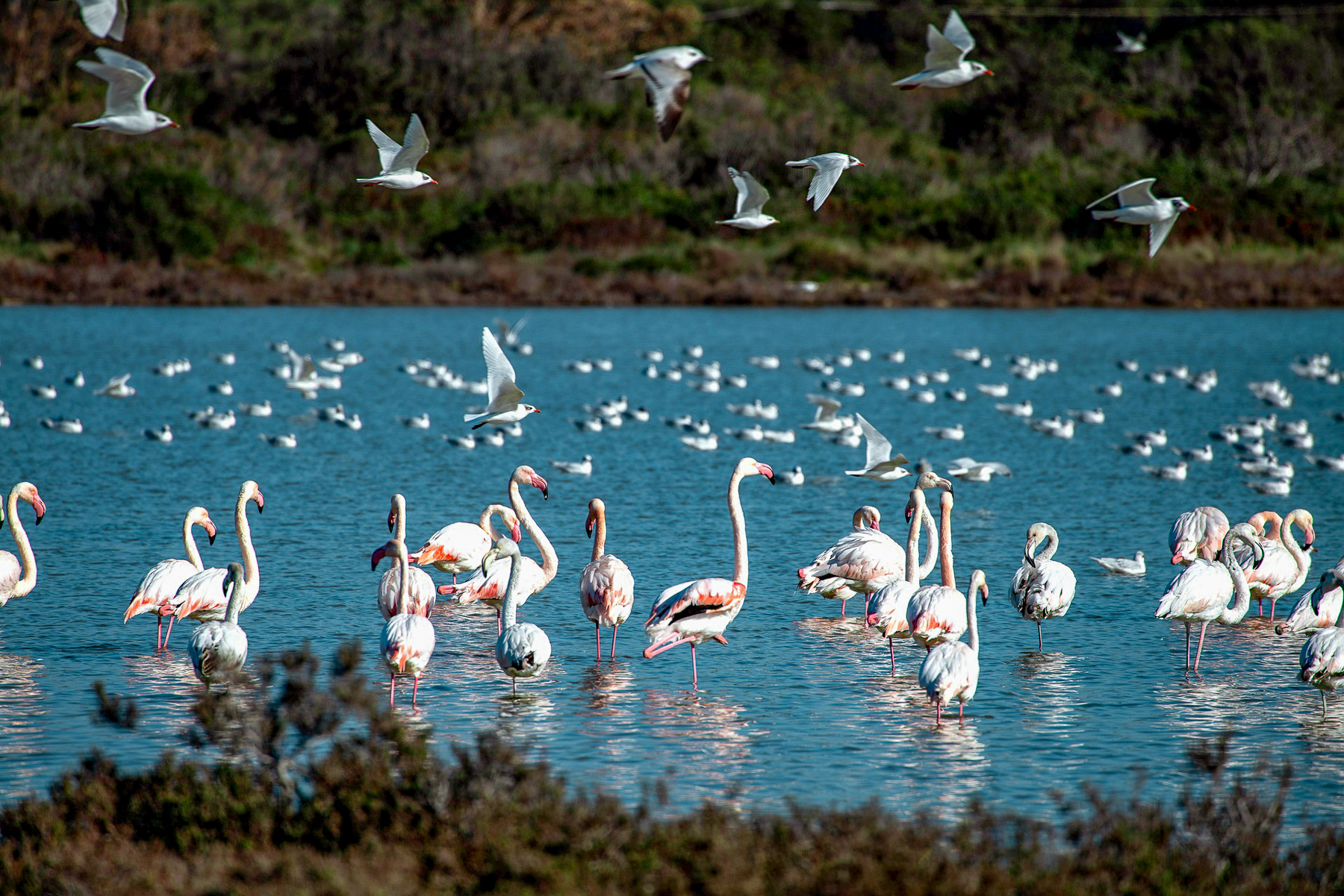 Flamingos spotted in the salt pans near Spiaggia Salina dei Monaci in Puglia